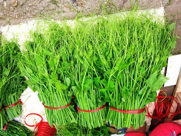 100+ Hình Ảnh Rau Su Su Mới Nhất – Bộ Sưu Tập Đẹp Cho Wallpaper, Avatar & Thiết Kế? 100+ Hình Ảnh Rau Su Su Mới Nhất – Bộ Sưu Tập Đẹp Cho Wallpaper, Avatar & Thiết Kế?