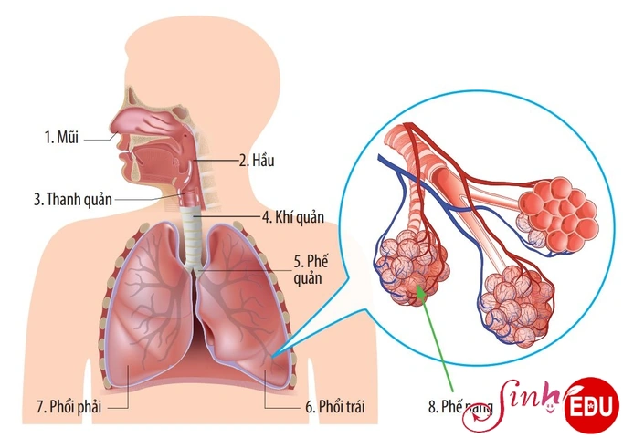 Tải Trọn Bộ Hình Ảnh Sách Sinh Học 8 (chương Trình Cũ & Mới) Cho Giáo Viên, Học Sinh