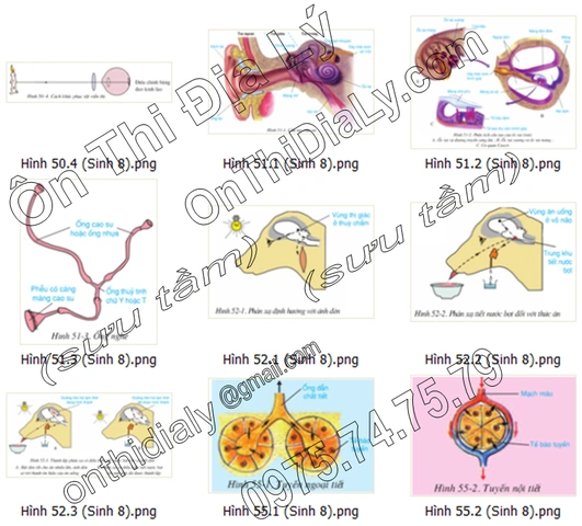 Tải Trọn Bộ Hình Ảnh Sách Sinh Học 8 (chương Trình Cũ & Mới) Cho Giáo Viên, Học Sinh