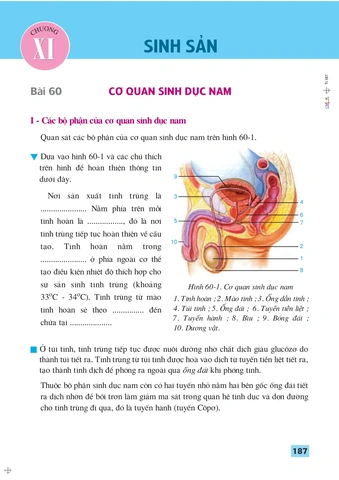Tải Trọn Bộ Hình Ảnh Sách Sinh Học 8 (chương Trình Cũ & Mới) Cho Giáo Viên, Học Sinh