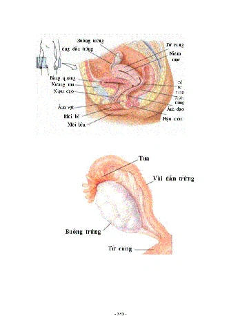 Tải Trọn Bộ Hình Ảnh Sách Sinh Học 8 (chương Trình Cũ & Mới) Cho Giáo Viên, Học Sinh
