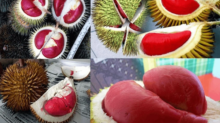 Xem Bộ Sưu Tập Hình Ảnh Sầu Riêng Ruột Đỏ: Đặc Điểm, Cách Chọn Và So Sánh Với Sầu Riêng Vàng Xem Bộ Sưu Tập Hình Ảnh Sầu Riêng Ruột Đỏ: Đặc Điểm, Cách Chọn Và So Sánh Với Sầu Riêng Vàng