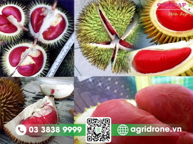 Xem Bộ Sưu Tập Hình Ảnh Sầu Riêng Ruột Đỏ: Đặc Điểm, Cách Chọn Và So Sánh Với Sầu Riêng Vàng Xem Bộ Sưu Tập Hình Ảnh Sầu Riêng Ruột Đỏ: Đặc Điểm, Cách Chọn Và So Sánh Với Sầu Riêng Vàng