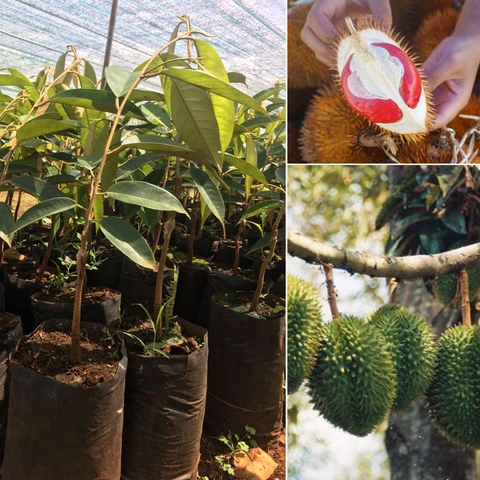 Xem Bộ Sưu Tập Hình Ảnh Sầu Riêng Ruột Đỏ: Đặc Điểm, Cách Chọn Và So Sánh Với Sầu Riêng Vàng Xem Bộ Sưu Tập Hình Ảnh Sầu Riêng Ruột Đỏ: Đặc Điểm, Cách Chọn Và So Sánh Với Sầu Riêng Vàng