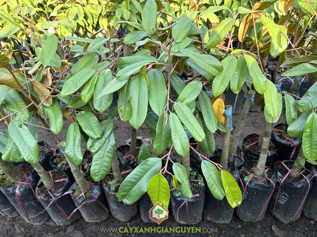 Xem Bộ Sưu Tập Hình Ảnh Sầu Riêng Ruột Đỏ: Đặc Điểm, Cách Chọn Và So Sánh Với Sầu Riêng Vàng Xem Bộ Sưu Tập Hình Ảnh Sầu Riêng Ruột Đỏ: Đặc Điểm, Cách Chọn Và So Sánh Với Sầu Riêng Vàng