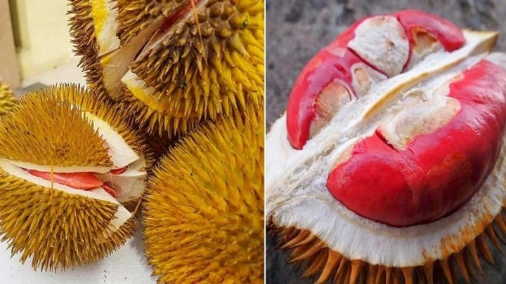 Xem Bộ Sưu Tập Hình Ảnh Sầu Riêng Ruột Đỏ: Đặc Điểm, Cách Chọn Và So Sánh Với Sầu Riêng Vàng Xem Bộ Sưu Tập Hình Ảnh Sầu Riêng Ruột Đỏ: Đặc Điểm, Cách Chọn Và So Sánh Với Sầu Riêng Vàng