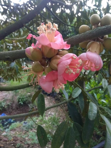 Xem Bộ Sưu Tập Hình Ảnh Sầu Riêng Ruột Đỏ: Đặc Điểm, Cách Chọn Và So Sánh Với Sầu Riêng Vàng Xem Bộ Sưu Tập Hình Ảnh Sầu Riêng Ruột Đỏ: Đặc Điểm, Cách Chọn Và So Sánh Với Sầu Riêng Vàng