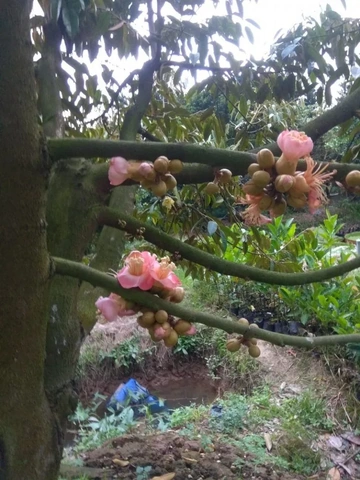 Xem Bộ Sưu Tập Hình Ảnh Sầu Riêng Ruột Đỏ: Đặc Điểm, Cách Chọn Và So Sánh Với Sầu Riêng Vàng Xem Bộ Sưu Tập Hình Ảnh Sầu Riêng Ruột Đỏ: Đặc Điểm, Cách Chọn Và So Sánh Với Sầu Riêng Vàng