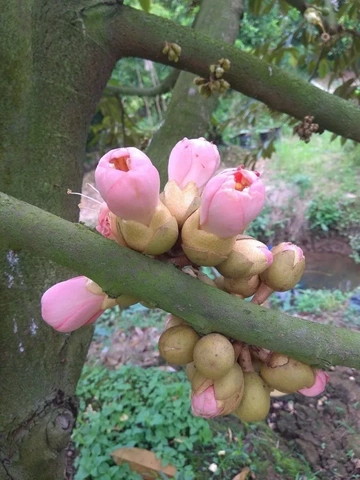 Xem Bộ Sưu Tập Hình Ảnh Sầu Riêng Ruột Đỏ: Đặc Điểm, Cách Chọn Và So Sánh Với Sầu Riêng Vàng Xem Bộ Sưu Tập Hình Ảnh Sầu Riêng Ruột Đỏ: Đặc Điểm, Cách Chọn Và So Sánh Với Sầu Riêng Vàng