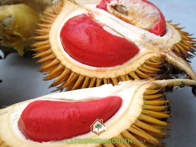 Xem Bộ Sưu Tập Hình Ảnh Sầu Riêng Ruột Đỏ: Đặc Điểm, Cách Chọn Và So Sánh Với Sầu Riêng Vàng Xem Bộ Sưu Tập Hình Ảnh Sầu Riêng Ruột Đỏ: Đặc Điểm, Cách Chọn Và So Sánh Với Sầu Riêng Vàng