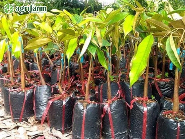 Xem Bộ Sưu Tập Hình Ảnh Sầu Riêng Ruột Đỏ: Đặc Điểm, Cách Chọn Và So Sánh Với Sầu Riêng Vàng Xem Bộ Sưu Tập Hình Ảnh Sầu Riêng Ruột Đỏ: Đặc Điểm, Cách Chọn Và So Sánh Với Sầu Riêng Vàng