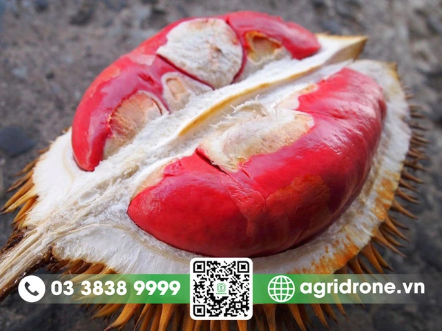 Xem Bộ Sưu Tập Hình Ảnh Sầu Riêng Ruột Đỏ: Đặc Điểm, Cách Chọn Và So Sánh Với Sầu Riêng Vàng Xem Bộ Sưu Tập Hình Ảnh Sầu Riêng Ruột Đỏ: Đặc Điểm, Cách Chọn Và So Sánh Với Sầu Riêng Vàng