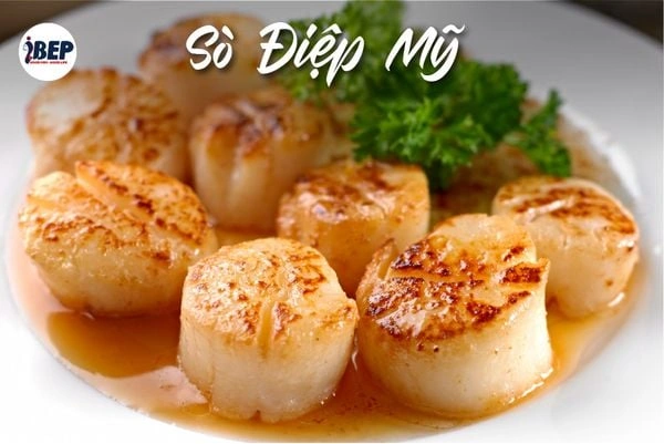 100+ Hình Ảnh Sò Điệp Đẹp Nhất 2026 - Bộ Sưu Tập Đầy Màu Sắc & Độ Phân Giải Cao