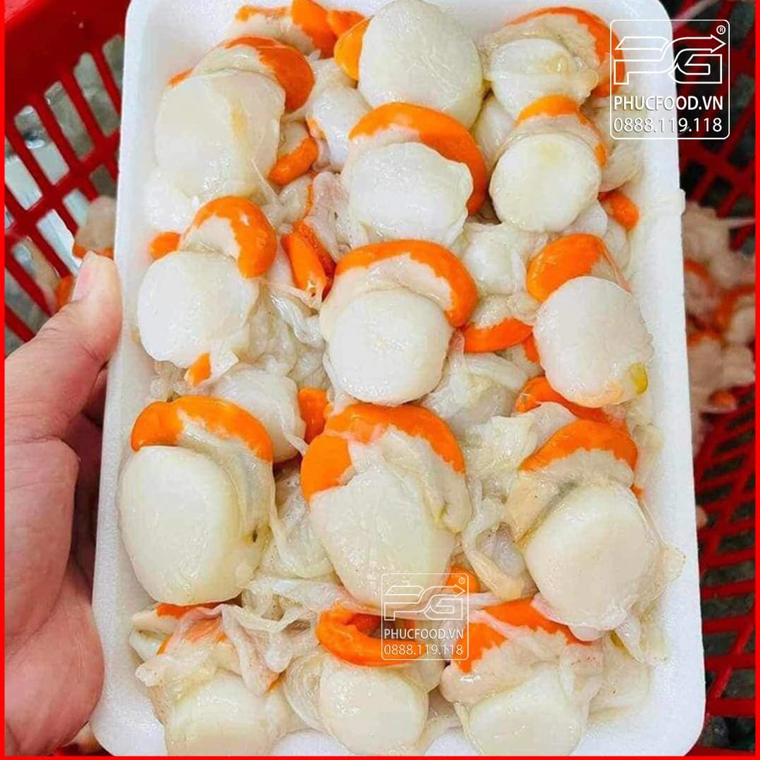 100+ Hình Ảnh Sò Điệp Đẹp Nhất 2026 - Bộ Sưu Tập Đầy Màu Sắc & Độ Phân Giải Cao