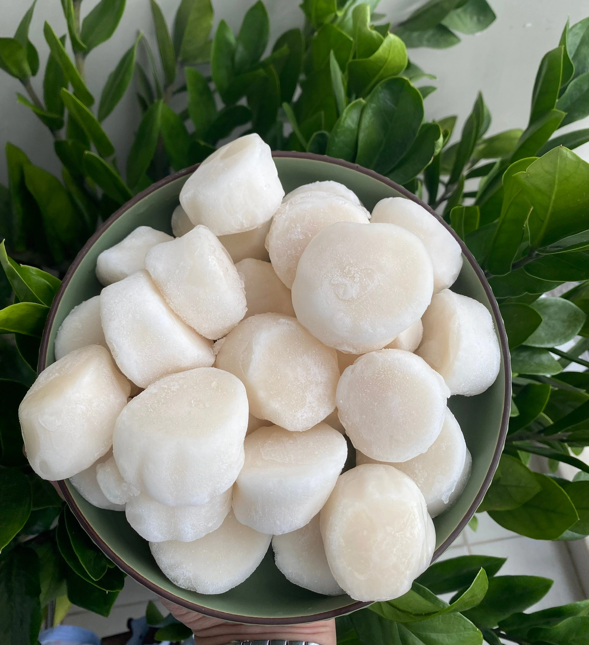 100+ Hình Ảnh Sò Điệp Đẹp Nhất 2026 - Bộ Sưu Tập Đầy Màu Sắc & Độ Phân Giải Cao