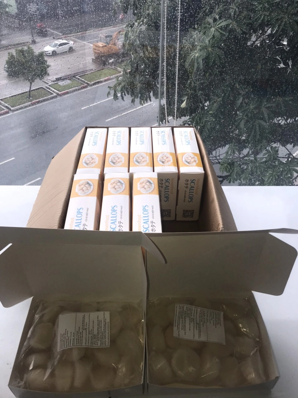 100+ Hình Ảnh Sò Điệp Đẹp Nhất 2026 - Bộ Sưu Tập Đầy Màu Sắc & Độ Phân Giải Cao