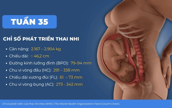100+ Hình Ảnh Thai 35 Tuần Full Hd 2026 – Bộ Sưu Tập Đẹp Nhất, Siêu Đẹp Khiến Mẹ Bầu Rạng Rỡ, 100+ Bức Ảnh Thai Kỳ Đặc Biệt Cho Mọi Nhu Cầu