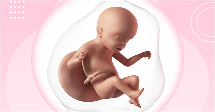 Khám Phá Hình Ảnh Thai Nhi 23 Tuần: Sự Phát Triển, Chỉ Số Siêu Âm & Lưu Ý Cho Mẹ Bầu Khám Phá Hình Ảnh Thai Nhi 23 Tuần: Sự Phát Triển, Chỉ Số Siêu Âm & Lưu Ý Cho Mẹ Bầu