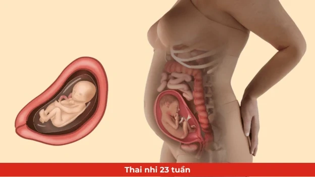 Khám Phá Hình Ảnh Thai Nhi 23 Tuần: Sự Phát Triển, Chỉ Số Siêu Âm & Lưu Ý Cho Mẹ Bầu Khám Phá Hình Ảnh Thai Nhi 23 Tuần: Sự Phát Triển, Chỉ Số Siêu Âm & Lưu Ý Cho Mẹ Bầu