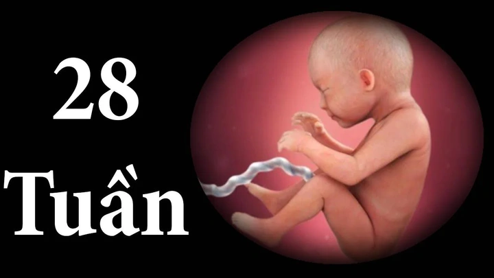 Hình Ảnh Thai Nhi 28 Tuần Tuổi: Tiểu Thuyết Phát Triển, Đo Lường & Những Thay Đổi Quan Trọng Cho Mẹ Bầu Hình Ảnh Thai Nhi 28 Tuần Tuổi: Tiểu Thuyết Phát Triển, Đo Lường & Những Thay Đổi Quan Trọng Cho Mẹ Bầu