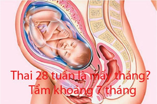 Hình Ảnh Thai Nhi 28 Tuần Tuổi: Tiểu Thuyết Phát Triển, Đo Lường & Những Thay Đổi Quan Trọng Cho Mẹ Bầu Hình Ảnh Thai Nhi 28 Tuần Tuổi: Tiểu Thuyết Phát Triển, Đo Lường & Những Thay Đổi Quan Trọng Cho Mẹ Bầu