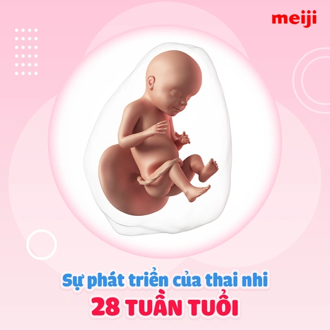 Hình Ảnh Thai Nhi 28 Tuần Tuổi: Tiểu Thuyết Phát Triển, Đo Lường & Những Thay Đổi Quan Trọng Cho Mẹ Bầu Hình Ảnh Thai Nhi 28 Tuần Tuổi: Tiểu Thuyết Phát Triển, Đo Lường & Những Thay Đổi Quan Trọng Cho Mẹ Bầu