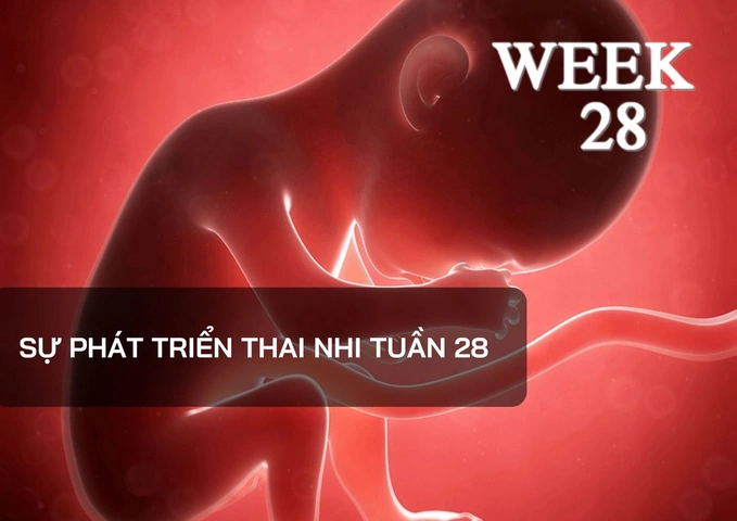 Hình Ảnh Thai Nhi 28 Tuần Tuổi: Tiểu Thuyết Phát Triển, Đo Lường & Những Thay Đổi Quan Trọng Cho Mẹ Bầu Hình Ảnh Thai Nhi 28 Tuần Tuổi: Tiểu Thuyết Phát Triển, Đo Lường & Những Thay Đổi Quan Trọng Cho Mẹ Bầu
