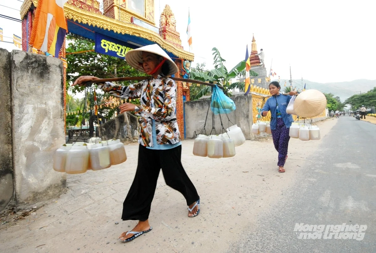 100+ Hình Ảnh Thốt Nốt 2026 Đẹp Nhất, Đầy Màu Sắc, Sẵn Sàng Dùng Ngay
