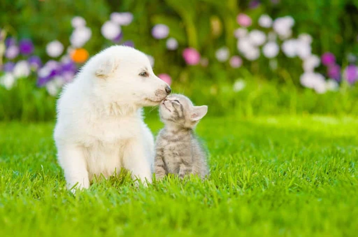 Tải Ngay 100+ Hình Ảnh Thú Cưng Đáng Yêu, Dễ Thương Nhất Làm Hình Nền Tải Ngay 100+ Hình Ảnh Thú Cưng Đáng Yêu, Dễ Thương Nhất Làm Hình Nền