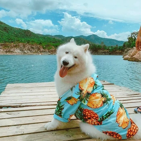 Tải Ngay 100+ Hình Ảnh Thú Cưng Đáng Yêu, Dễ Thương Nhất Làm Hình Nền Tải Ngay 100+ Hình Ảnh Thú Cưng Đáng Yêu, Dễ Thương Nhất Làm Hình Nền