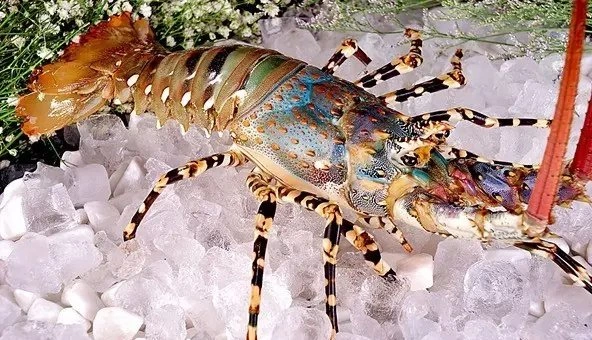 Xem Hình Ảnh Tôm Hùm Khổng Lồ: Tổng Hợp Các Loài To Nhất, Giá Bán Và Đặc Điểm Nhận Dạng