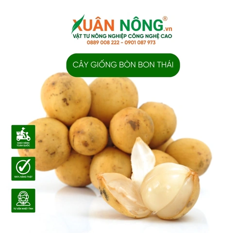 100+ Hình Ảnh Trái Bòn Bon 2026 Đầy Màu Sắc, 100+ Ảnh Trái Bòn Bon Siêu Đẹp Cho Wallpaper, Avatar, Bài Đăng Mạng Xã Hội