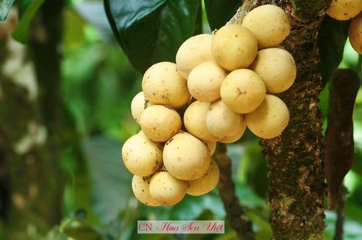 100+ Hình Ảnh Trái Bòn Bon 2026 Đầy Màu Sắc, 100+ Ảnh Trái Bòn Bon Siêu Đẹp Cho Wallpaper, Avatar, Bài Đăng Mạng Xã Hội