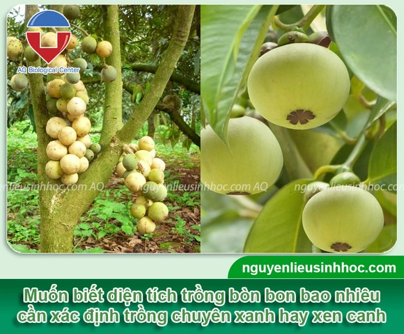 100+ Hình Ảnh Trái Bòn Bon 2026 Đầy Màu Sắc, 100+ Ảnh Trái Bòn Bon Siêu Đẹp Cho Wallpaper, Avatar, Bài Đăng Mạng Xã Hội