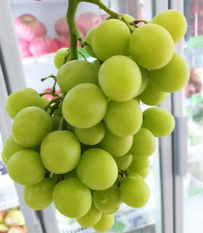 100+ Hình Ảnh Trái Nho Mỹ Đẹp 2026 – Bộ Sưu Tập Đầy Đủ Để Tải Ngay, Dùng Làm Wallpaper, Avatar, Bài Đăng Mạng Xã Hội