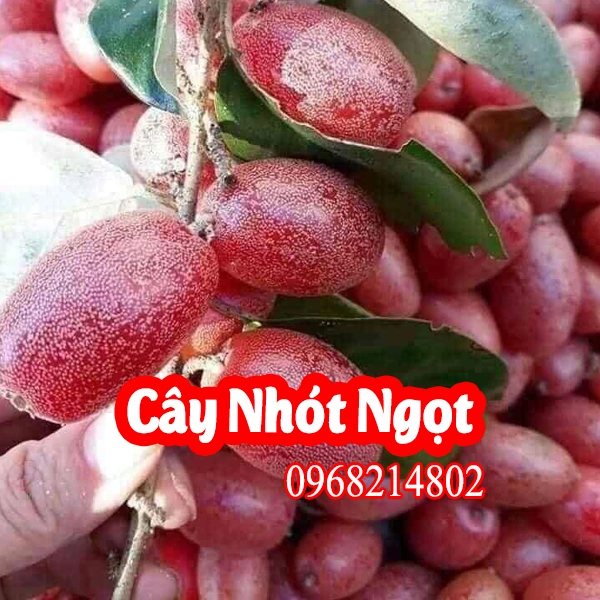 100+ Hình Ảnh Trái Nhót Đẹp Nhất 2026 – Bộ Sưu Tập Sáng Tạo 100+ Hình Ảnh Trái Nhót Đẹp Nhất 2026 – Bộ Sưu Tập Sáng Tạo