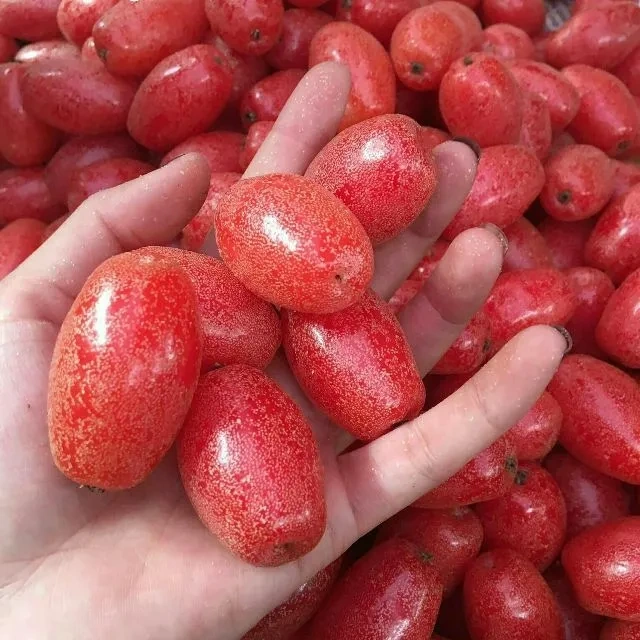 100+ Hình Ảnh Trái Nhót Đẹp Nhất 2026 – Bộ Sưu Tập Sáng Tạo 100+ Hình Ảnh Trái Nhót Đẹp Nhất 2026 – Bộ Sưu Tập Sáng Tạo