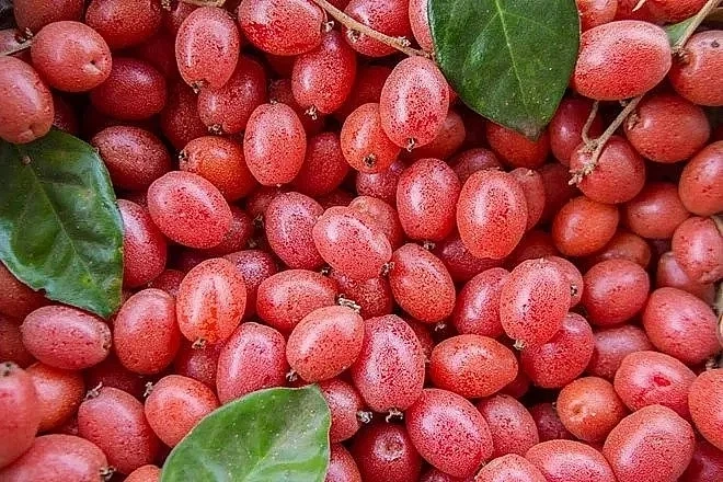 100+ Hình Ảnh Trái Nhót Đẹp Nhất 2026 – Bộ Sưu Tập Sáng Tạo 100+ Hình Ảnh Trái Nhót Đẹp Nhất 2026 – Bộ Sưu Tập Sáng Tạo