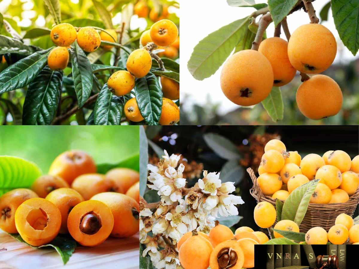 100+ Hình Ảnh Trái Nhót Đẹp Nhất 2026 – Bộ Sưu Tập Sáng Tạo 100+ Hình Ảnh Trái Nhót Đẹp Nhất 2026 – Bộ Sưu Tập Sáng Tạo