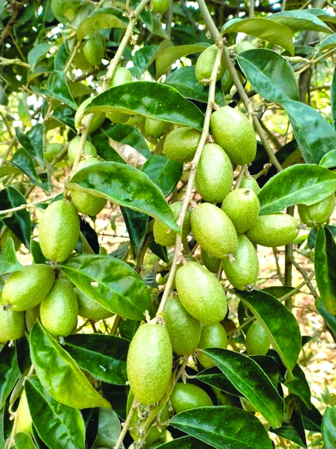 100+ Hình Ảnh Trái Nhót Đẹp Nhất 2026 – Bộ Sưu Tập Sáng Tạo 100+ Hình Ảnh Trái Nhót Đẹp Nhất 2026 – Bộ Sưu Tập Sáng Tạo