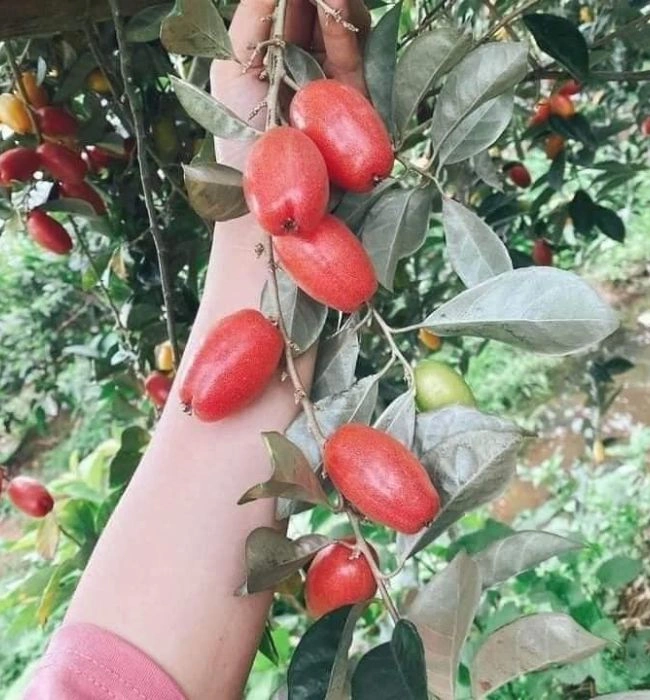 100+ Hình Ảnh Trái Nhót Đẹp Nhất 2026 – Bộ Sưu Tập Sáng Tạo 100+ Hình Ảnh Trái Nhót Đẹp Nhất 2026 – Bộ Sưu Tập Sáng Tạo
