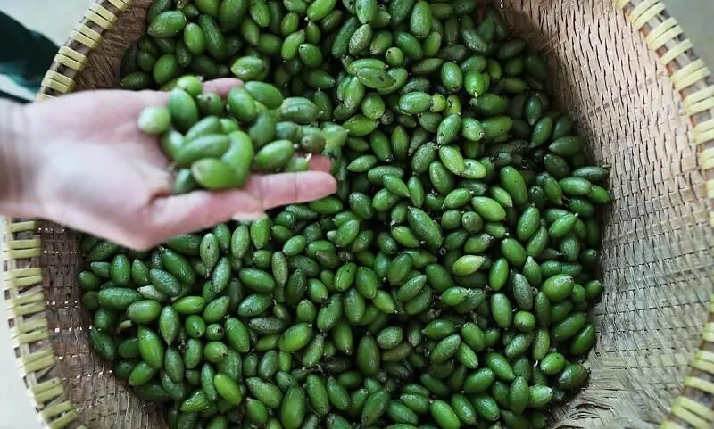 100+ Hình Ảnh Trái Nhót Đẹp Nhất 2026 – Bộ Sưu Tập Sáng Tạo 100+ Hình Ảnh Trái Nhót Đẹp Nhất 2026 – Bộ Sưu Tập Sáng Tạo