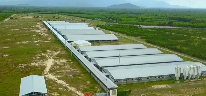 100+ Hình Ảnh Trang Trại Lợn 2026 - Bộ Sưu Tập Đầy Đủ, Sắc Nét, Miễn Phí