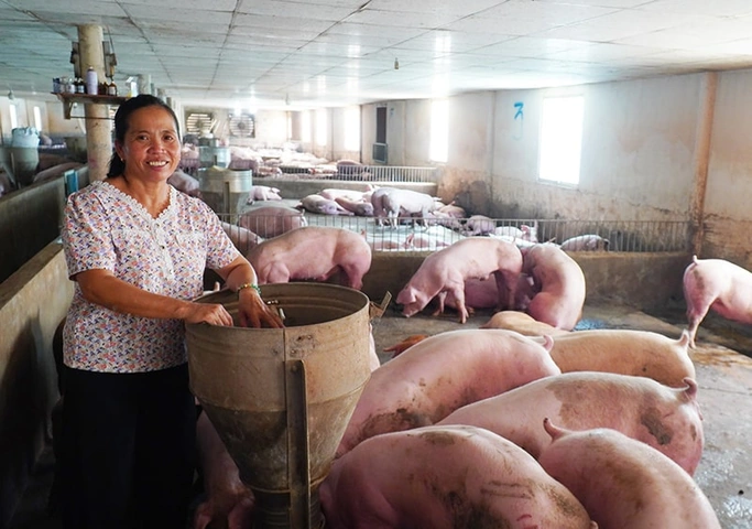 100+ Hình Ảnh Trang Trại Lợn 2026 - Bộ Sưu Tập Đầy Đủ, Sắc Nét, Miễn Phí
