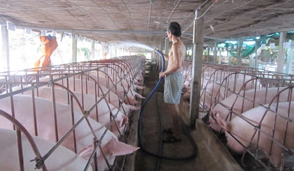 100+ Hình Ảnh Trang Trại Lợn 2026 - Bộ Sưu Tập Đầy Đủ, Sắc Nét, Miễn Phí