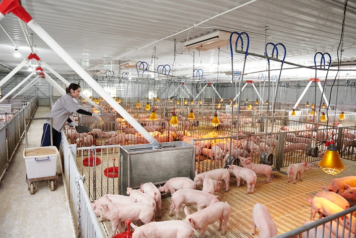 100+ Hình Ảnh Trang Trại Lợn 2026 - Bộ Sưu Tập Đầy Đủ, Sắc Nét, Miễn Phí