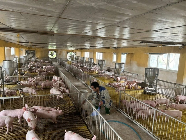 100+ Hình Ảnh Trang Trại Lợn 2026 - Bộ Sưu Tập Đầy Đủ, Sắc Nét, Miễn Phí
