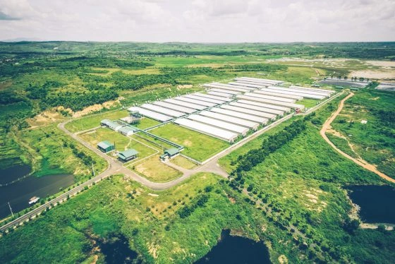 100+ Hình Ảnh Trang Trại Lợn 2026 - Bộ Sưu Tập Đầy Đủ, Sắc Nét, Miễn Phí