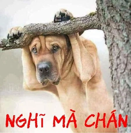 100+ Hình Ảnh Troll Fb Mới Nhất – Bạn Đã Sẵn Sàng Cười Vỡ Bụng? 100+ Hình Ảnh Troll Fb Mới Nhất – Bạn Đã Sẵn Sàng Cười Vỡ Bụng?