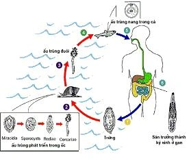 Hình Ảnh Trứng Sán Lá Gan Nhỏ: Đặc Điểm, Chẩn Đoán Và Phòng Ngừa Cho Người Bệnh
